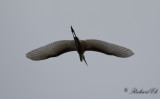 Amerikansk gretthger - American Great Egret (Egretta alba egretta)