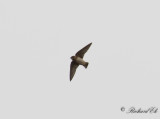 Stensvala - American Cliff Swallow (Petrochelidon pyrrhonota)