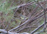Kanadavireo - Philadelphia Vireo (Vireo philadelphicus)