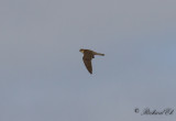 Stenfalk - Merlin (Falco columbarius)