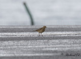 Amerikansk piplrka - Buff-bellied pipit (Anthus rubescens)