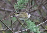 Rödögd Vireo - Red-eyed Vireo (Vireo olivaceus)