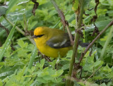 Blåvingad skogssångare - Blue-winged Warbler (Vermivora pinus)