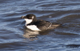 Tordmule - Razorbill (Alca torda)