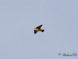 Stensvala - American Cliff Swallow (Petrochelidon pyrrhonota)