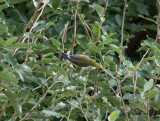 Brewsters warbler (Blue-winged x Golden-winged Warbler)