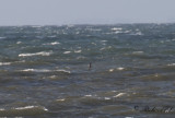 Klykstjrtad stormsvala - Leachs storm petrel (Oceanodroma leucorhoa)