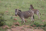 Stppzebra - Burchells Zebra (Equus quagga burchellii)