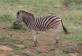 Stäppzebra - Burchell's Zebra (Equus quagga burchellii)