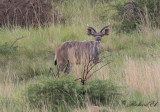 Strre kudu - Greater Kudu (Tragelaphus strepsiceros)