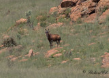 Koantilop - Red Hartebeest (Alcelaphus buselaphus caama)