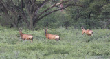 Koantilop - Red Hartebeest (Alcelaphus buselaphus caama)