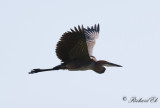 Goliathger - Goliath Heron (Ardea goliath)