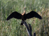 Afrikansk ormhalsfgel - African Darter (Anhinga rufa)