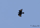 Klipprn - Verreauxs Eagle (Aquila verreauxii)