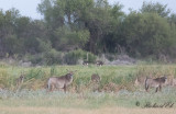 Roanantilop - Roan Antilope (Hippotragus equinus)