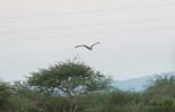 Stridsrn - Martial Eagle (Polemaetus bellicosus)