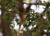 Afrikansk paradismonark - African Paradise Flycatcher (Terpsiphone viridis)