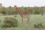 Giraff - Giraffe (Giraffa camelopardalis)