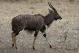 Nyala - Nyala (Tragelaphus angasii)