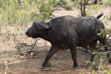 Afrikansk buffel - African Buffalo (Syncerus caffer)