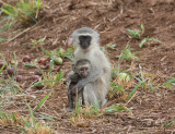 Östlig grön markatta - Vervet (Chlorocebus pygerythrus)