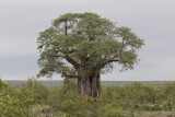 Apbrdstrd - Baobab Tree (Adansonia digitata)