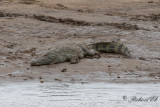 Nile Crocodile (Crocodylus niloticus)