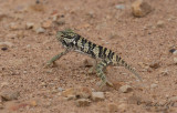 Flap-necked Chameleon (Chamaeleo dilepis)