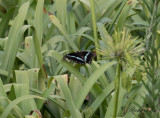 Green-banded Swallowtail (Papilio nireus lyaeus)