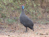 Hjlmprlhna - Helmeted Guineafowl (Numida meleagris)