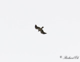 Dvrgrn - Booted Eagle (Hieraaetus pennatus)