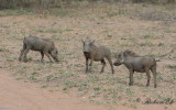 Vanligt vårtsvin - Common Warthog (Phacochoerus africanus)