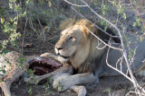 Lejon - African Lion (Panthera leo)