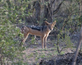 Schabrakschakal - Black-backed Jackal (Canis mesomelas)