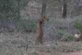 Gepard - Cheetah (Acinonyx jubatus)