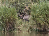 Vattenbock - Common Waterbuck (Kobus ellipsiprymnus)