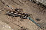 Rainbow Skink (Trachylepis margaritifer)