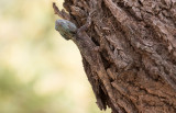 Southern Tree Agama (Acanthocercus atricollis)