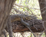 Nilvaran - Water Monitor (Varanus niloticus)