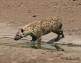 Flckig hyena - Spotted Hyaena (Crocuta crocuta)