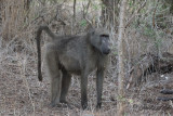 Chacmababian - Chacma Baboon (Papio ursinus)