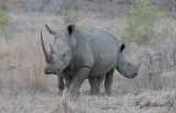 Trubbnoshrning - White Rhinoceros (Ceratotherium simum)