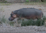 Flodhäst - Hippopotamus (Hippopotamus amphibius)