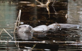 Utter - European otter (Lutra lutra)