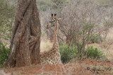 Giraff - Giraffe (Giraffa camelopardalis)