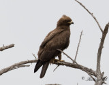 Wahlbergs rn - Wahlbergs Eagle (Hieraaetus wahlbergi)