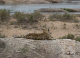 Leopard - African Leopard (Panthera pardus)