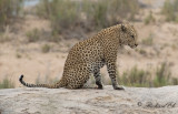 Leopard - African Leopard (Panthera pardus)