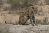 Leopard - African Leopard (Panthera pardus)